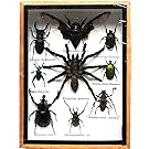 REAL MIXS VERY RARE INSECT TAXIDERMY SET IN BOXES DISPLAY FOR COLLECTIBLES