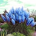 CHUXAY GARDEN Sky Blue Pampas Grass Seed 1500 Seeds Cortaderia Selloana Ornamental Grass Ground Cover Privacy Screen Plant