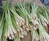 Lemongrass Fresh 12 Stalks from TastePadThai. Free