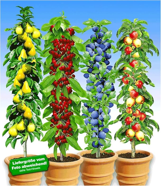 BALDUR Garten Pillar Fruit Collection Pear, Cherry, Plum & Apple, 4