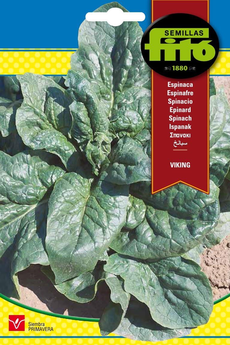 Semillas Fitó 115 - Semillas de Espinaca Viking: Amazon.es: Jardín
