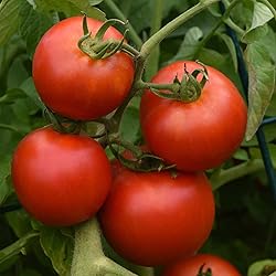 Tomato Seeds - Early Girl (Bush) - Packet