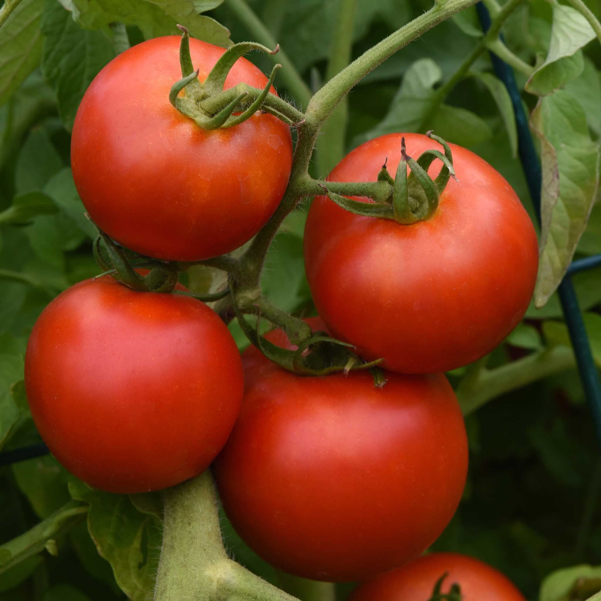 Tomato Seeds - Early Girl (Bush) - Packet