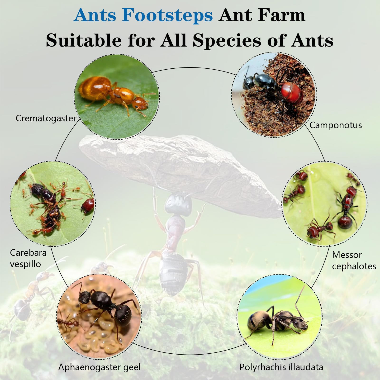 ANT Farm House Nest Observation Learning Scientific ANT Viewing ANT