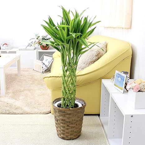 Amazon ブルーミングスケープ 観葉植物 幸せの開運竹 7号 バスケット鉢カバー 観葉植物 オンライン通販