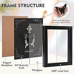 Real Butterfly Framed Butterfly Taxidermy