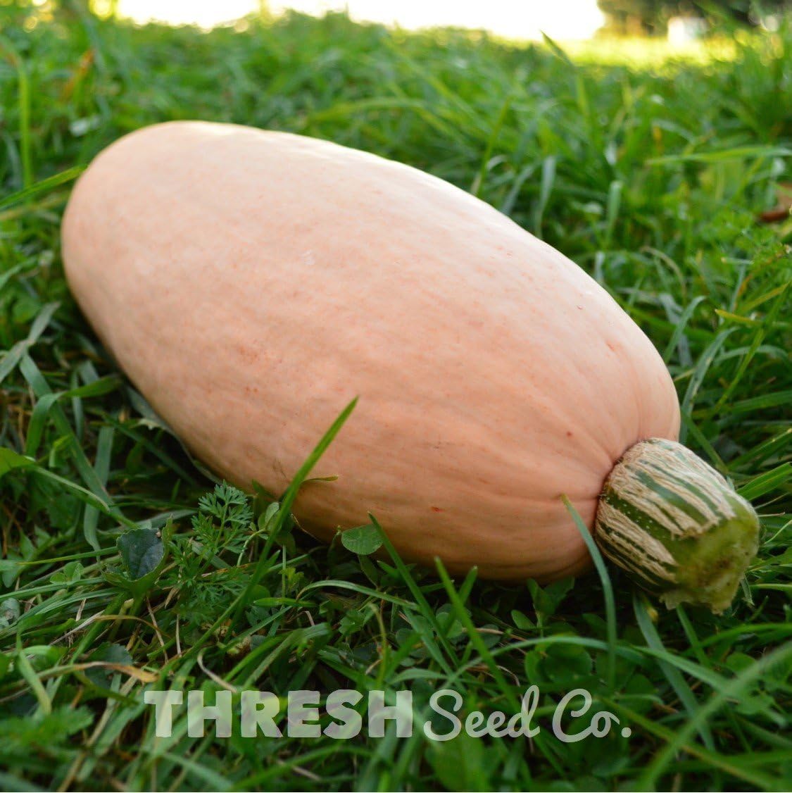 Pink Banana Squash 25 Seeds Garden & Outdoor