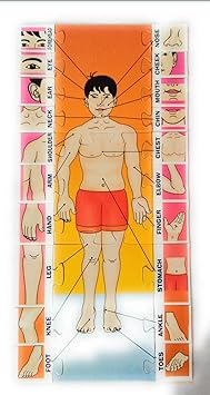 Elite Enterprises Body Parts Flash Cards in English - Vocabulary Picture Cards for Language Learning - Perfect for Beginners and Children ( Jumbo Size)