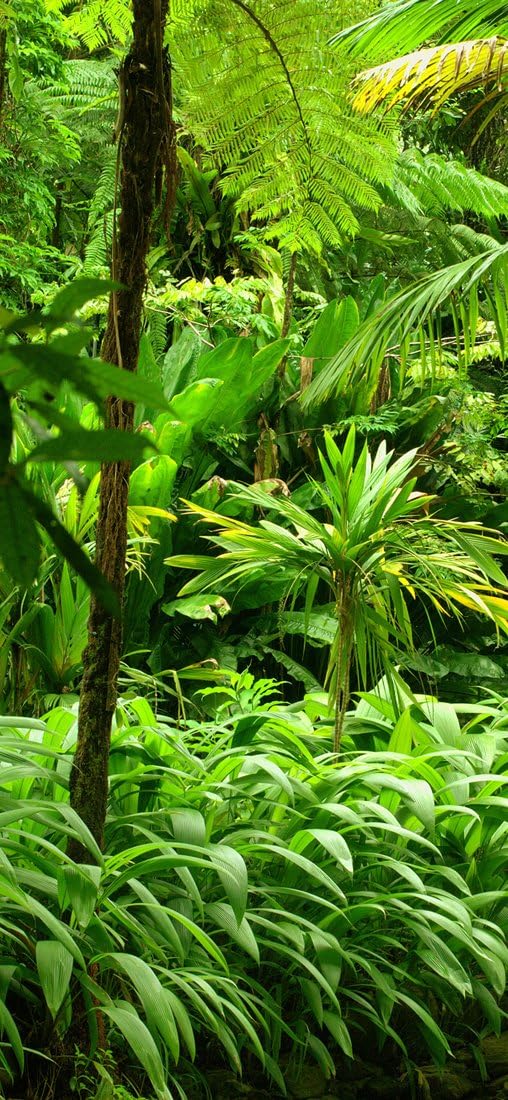 PeelitStickit Jungle Forest Wallpaper Design, Wall Mural ID-008, vinyl, Multi-colour