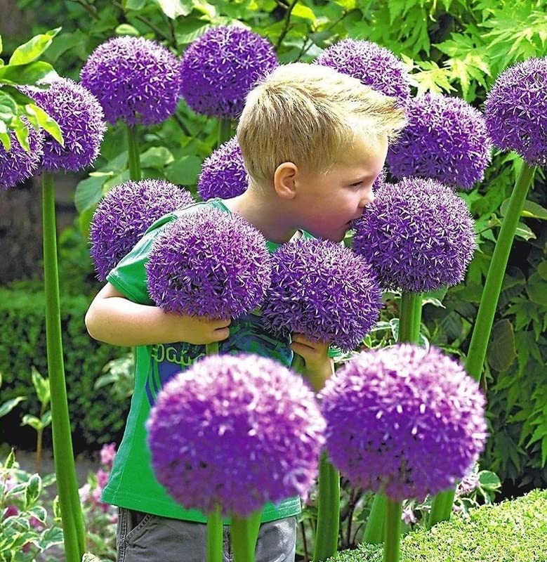 Votaniki Allium Gladiator Bulbs - 5 Giant Purple Blooming Onion Bulbs, Ready to Plant, Outdoor Perennial for Full Sun, Attracts Pollinators