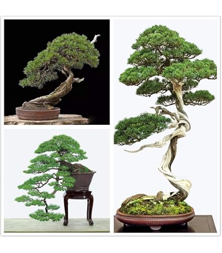 Hua Xian Zi 30+ Bonsai Tree Seeds, Japanese Red Maple Seeds