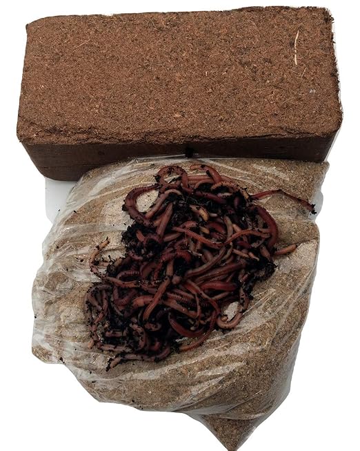 Wormcity TIGER COMPOSTING WORMERY STARTER SET, 500g WORMS + 250g Worm