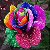 1000 Seeds Rainbow Rose Seeds Multi-Colored Flower Seeds for Garden Planting