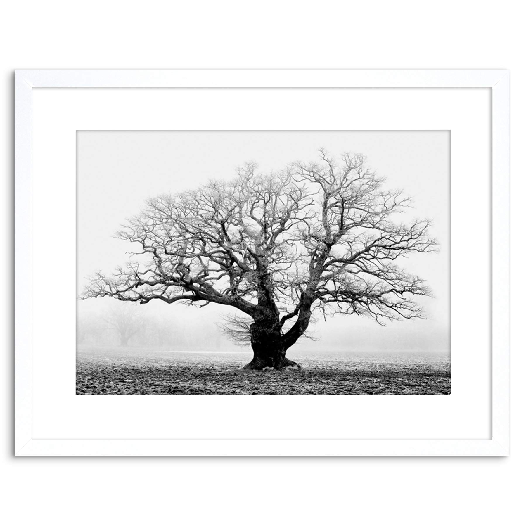 Wee Blue Coo Oak Tree B&W Mist Fog Photo Framed Wall Art Print — image 1