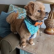 dogrook no bark collar