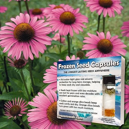 Primadonna Deep Rose Echinacea Seeds Echinacea Purpurea 10