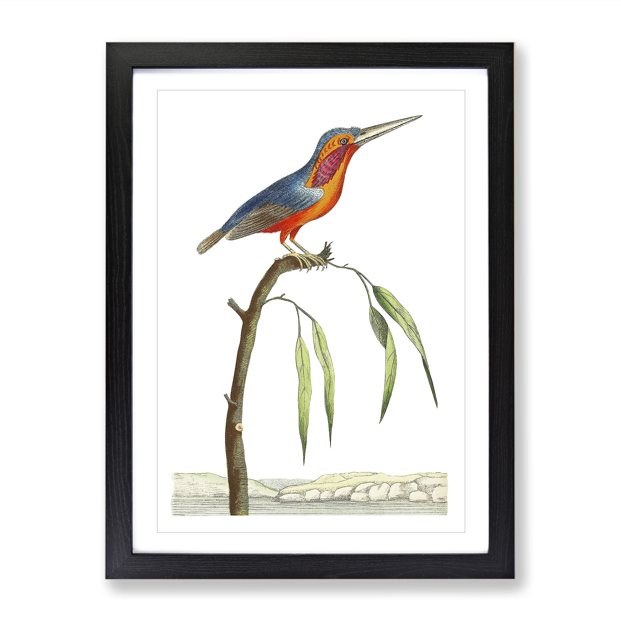 Minute Kingfisher By George Shaw Vintage Framed Wall Art Print, Ready to Hang Picture for Living Room Bedroom Home Office Décor, Black A3 (34 x 46 cm)