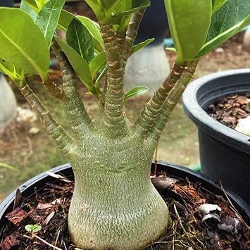 Amazon 国華園 インテリアプランツ アデニウム アラビカム 1株 21年春商品 花