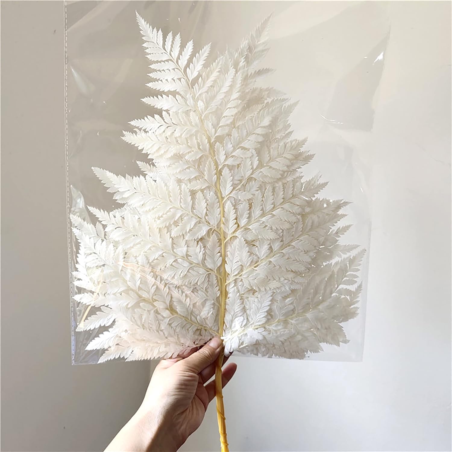 Dried & Preserved Flora - Prefleur Preserved Real Green Ferns Dried Green Fern Tips Stems Wedding Garlands Home Decorations Bouquets Flower Arrangements Wall Hanging Dried (White)