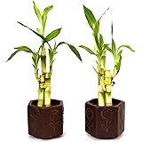 9GreenBox - Lucky Bamboo - Ceramic Vase 2 Set