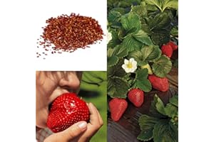 VAACNEE 300 Giant Strawberry Seeds Grow Your Own Strawberry Sweet and Delicious Fruit Seeds
