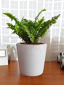 Rolling Nature Air Purifying Live Green Fern Plant in White Bucket Dew Ceramic Pot