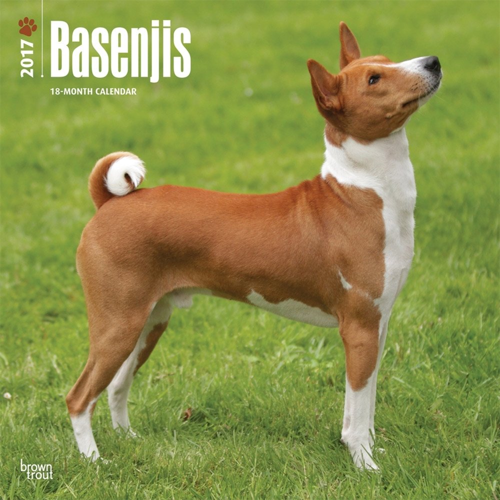 Basenji Telomian Basenji Yodel Basenji No Bark Clearance Basenji
