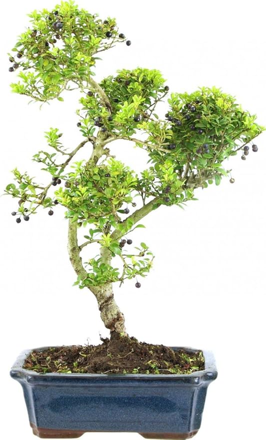 Japanese Holly, Bonsai, 12 Years, 49cm Amazon.co.uk Garden & Outdoors