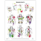 Anatomy Lab Trigger Points I Laminated Poster | 17.3 x 22.5 Inch Detailed Anatomy &amp; Physiology Chart of Muscle Trigger Points for Study, Classroom