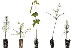 Bonsai Tree Bundle | Collection of 5 Live Tree Seedlings | The Jonsteen Company