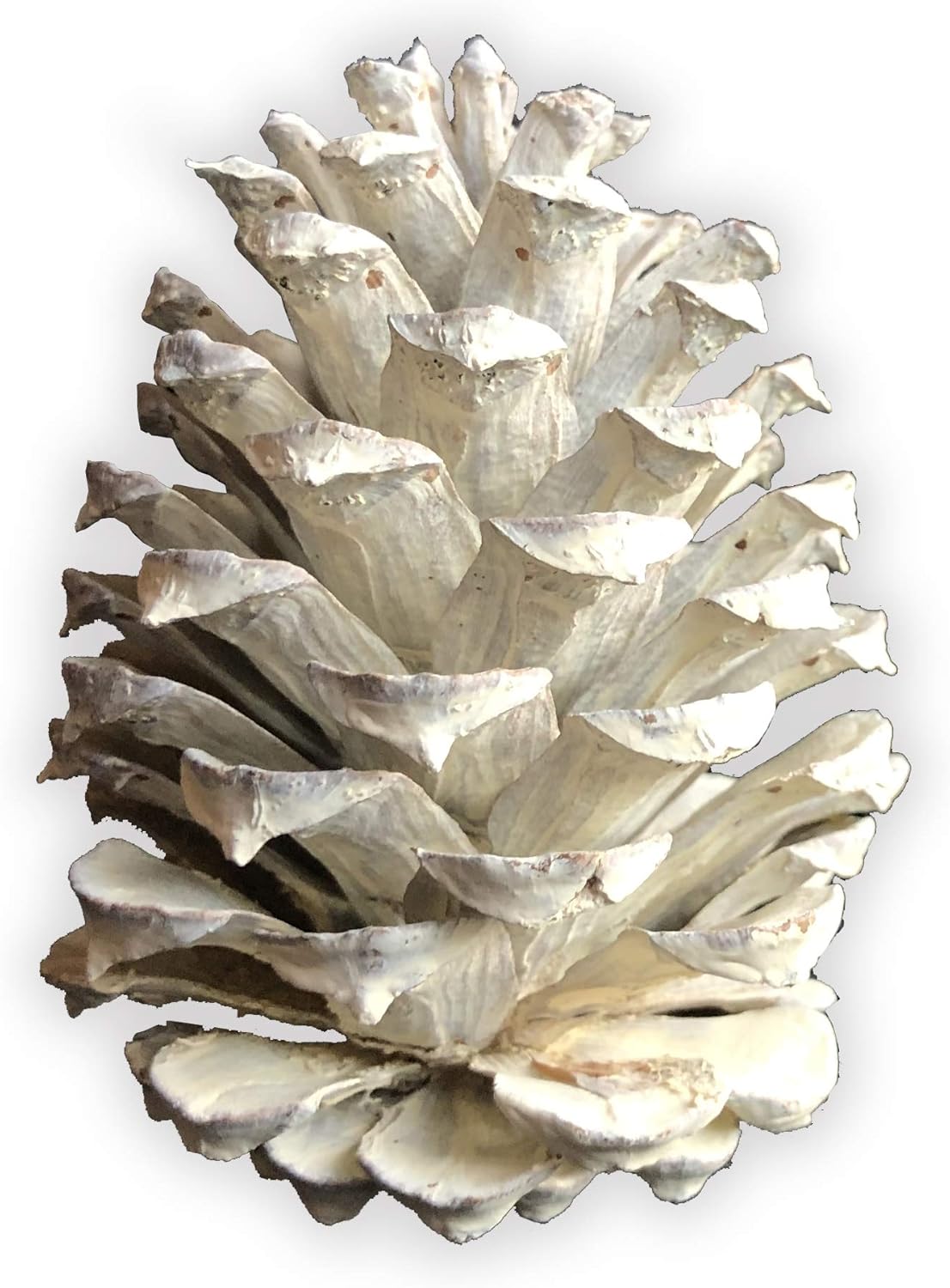 White Pine Cones - (10) 2.5" to 4” Tall Bulk Package Premium, White, Snowy, Frosted Pine cones, and Perfect for Holiday Crafting and Christmas Accent Decor. Wreaths, Vase Filler, or Ornaments