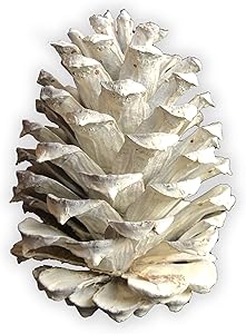 White Pine Cones - (10) 2.5" to 4” Tall Bulk Package Premium, White, Snowy, Frosted Pine cones, and Perfect for Holiday Crafting and Christmas Accent Decor. Wreaths, Vase Filler, or Ornaments
