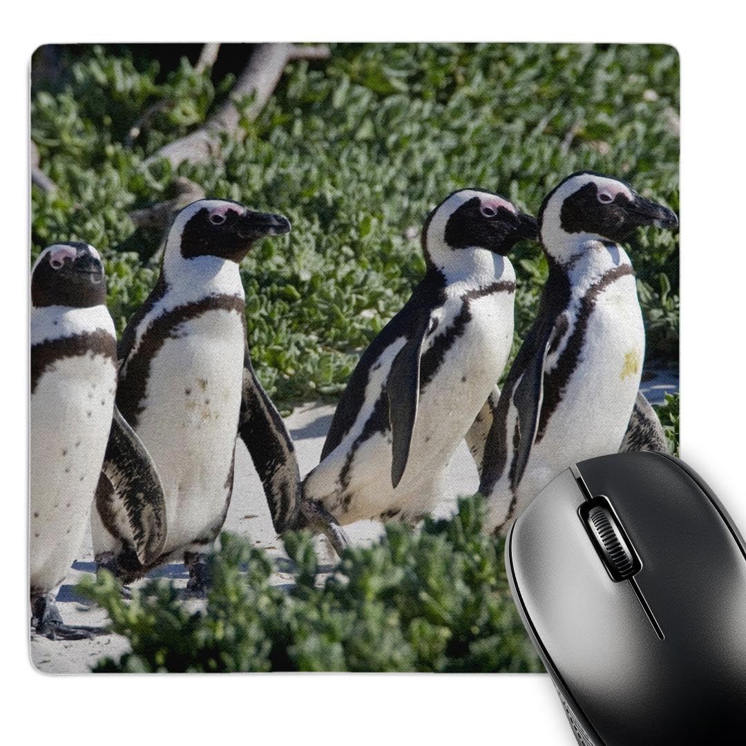 3dRose mp_74234_1 8 x 8-Inch African Penguins, Cape Town, South Africa-Af42 Rbe0046 - Ralph H. Bendjebar Mouse Pad