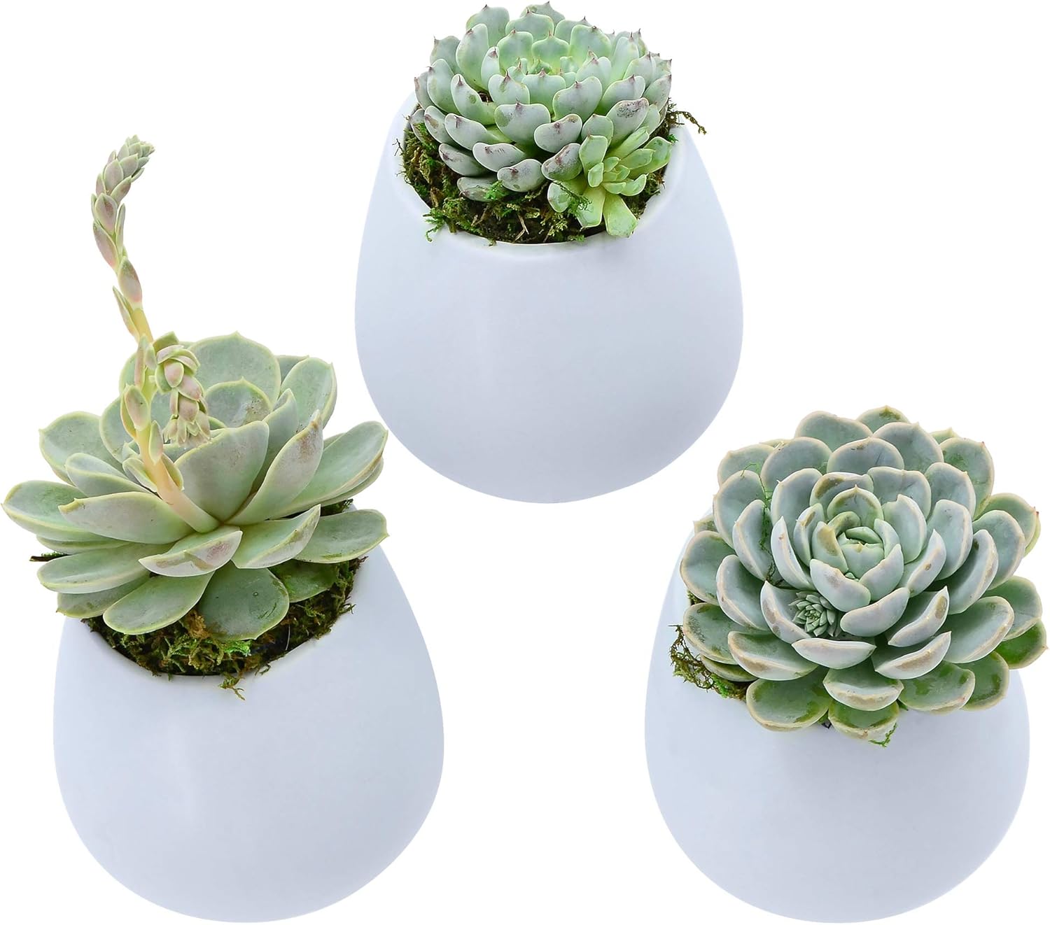Arcadia Garden Products WP32 Small Round Wall Planter 3-Pack-Sky