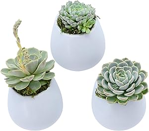 Arcadia Garden Products WP32 Small Round Wall Planter 3-Pack-Sky