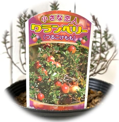 Amazon Co Jp ベリー 苗木 クランベリー 12cmポット苗 ベリー 苗 ツルコケモモ ホーム キッチン
