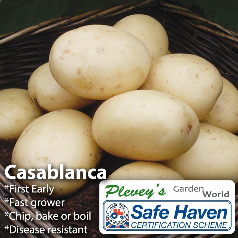 Casablanca First Early Seed Potatoes - 5, 10 and 15 Tuber Packs (10)