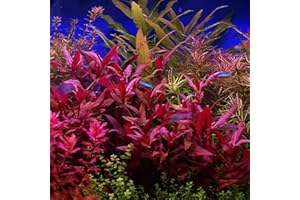 PLANTEREST HOT! Alternanthera Lilacina Bunch BUY2GET1 Freshwater Live Aquarium Plant Red Stems