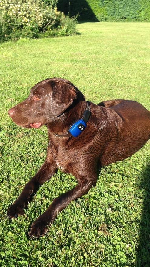 dog tracker nano amazon