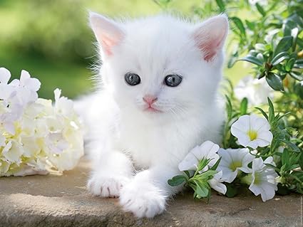 Ravensburger Puzzle Chaton Blanc 1500 Pieces Amazon Fr Jeux Et Jouets