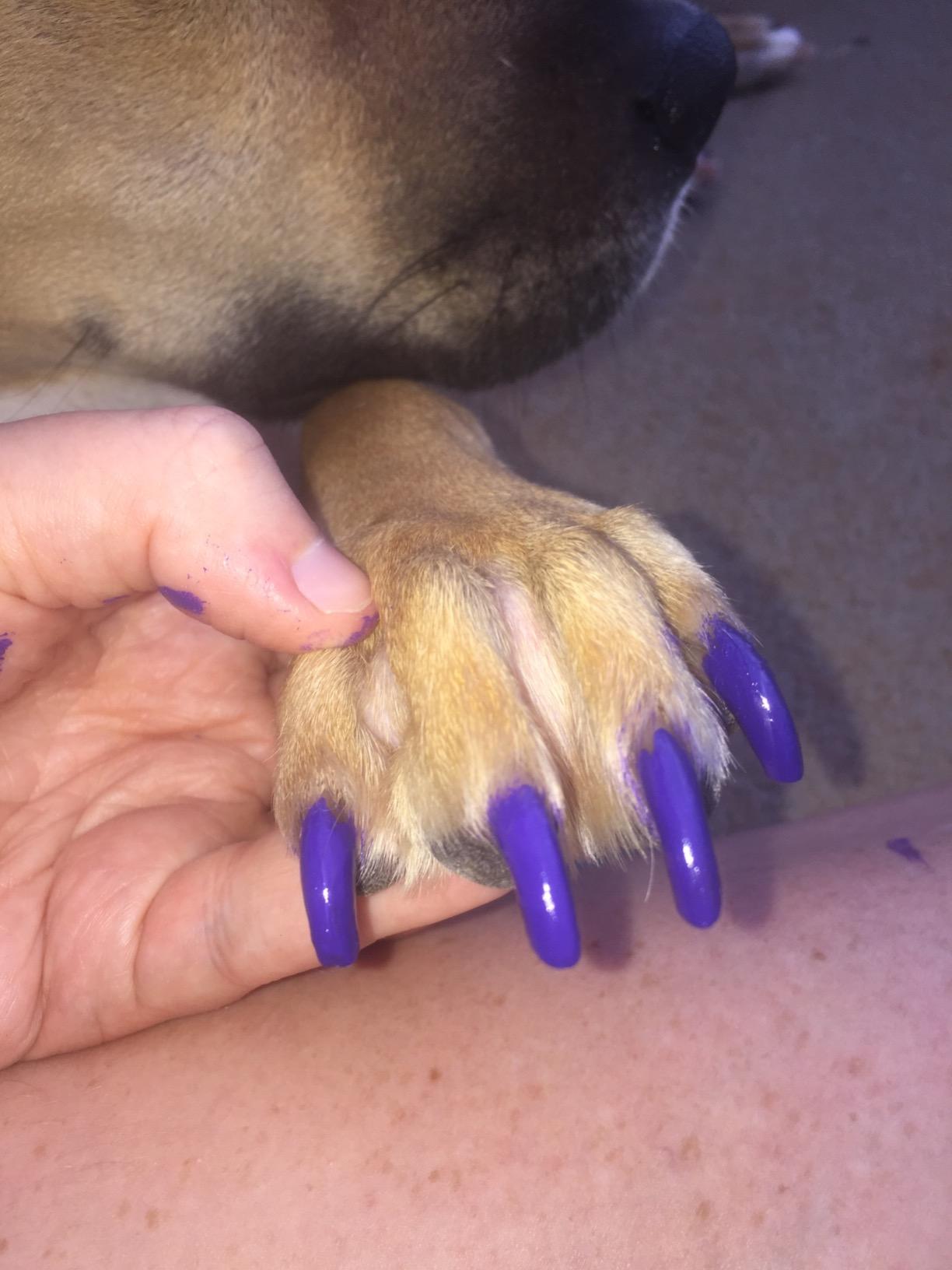 farmina cod and pumpkin