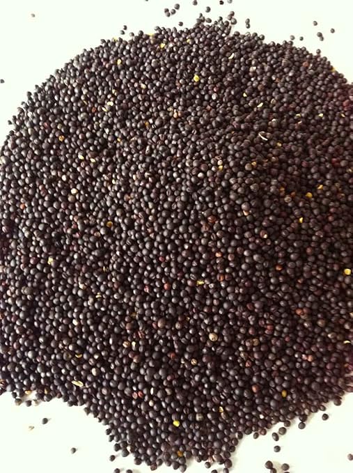 5 KG Rapssamen - kostenfreie Lieferung innerhalb Deutschland