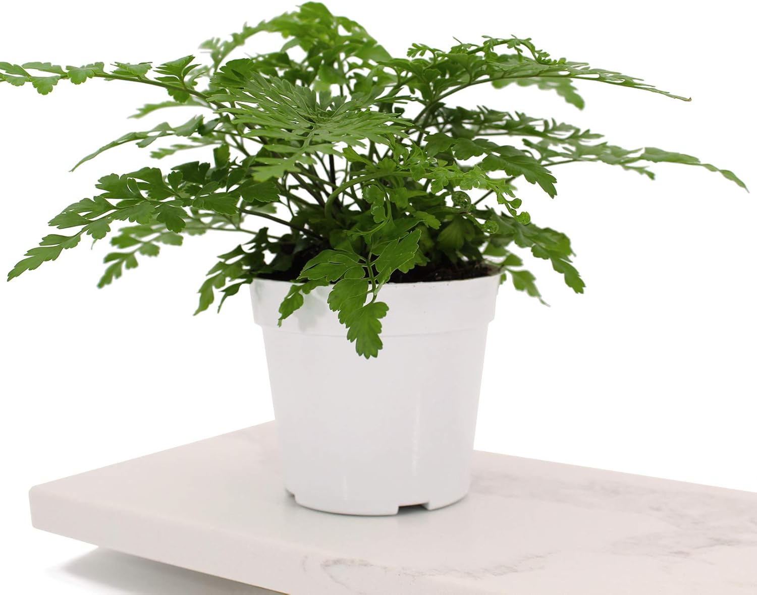 Houseplant Homestead Mother Fern Parvati with 4 Nursery