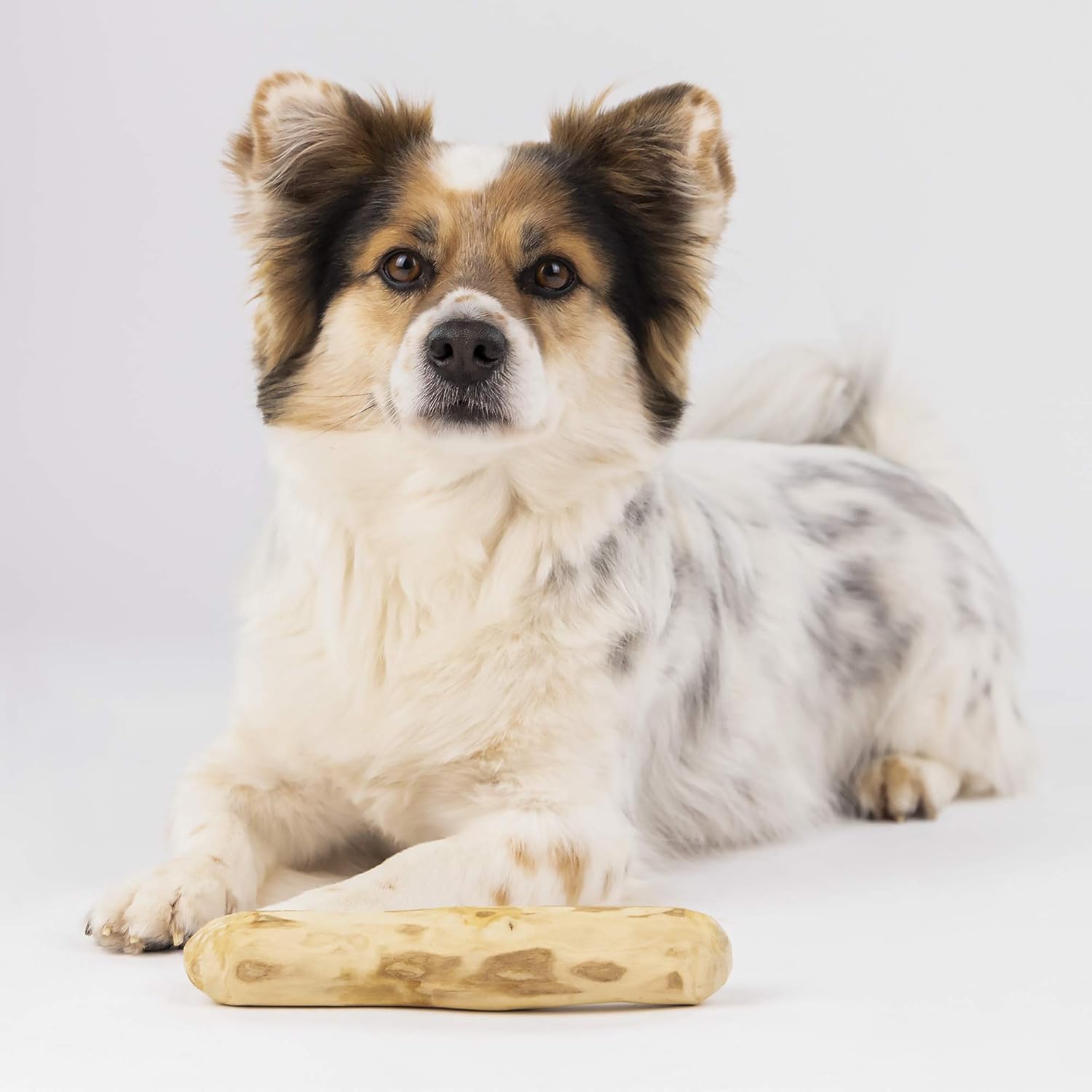 Wildfang® Coffee Wood Dog Chew Small - Image 3