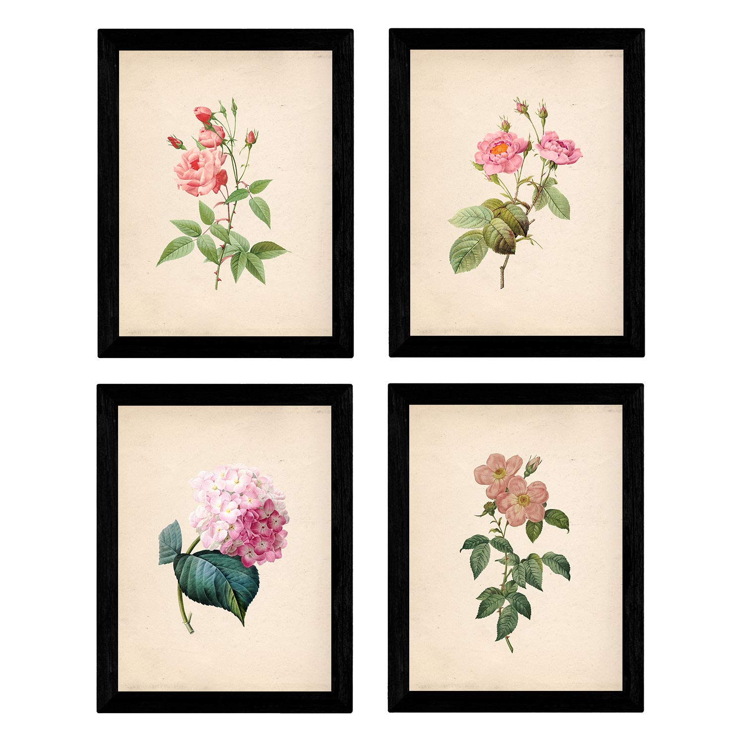 Nacnic Set of four botanical style sheets for framing. Set shot soft pink light pink printed on A4 size paper 250 gr inks. Vintage paper background. Flowers pinks. Frameless. — image 1