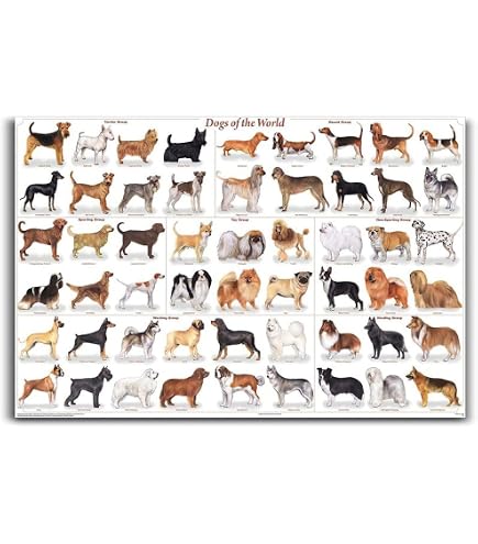 Difference Dogs Dog Breed Chart Comparison