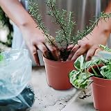 Muzhira 10pcs Seed Starting Pots 13.6cm Plastic Nursery Plant Containers view 7