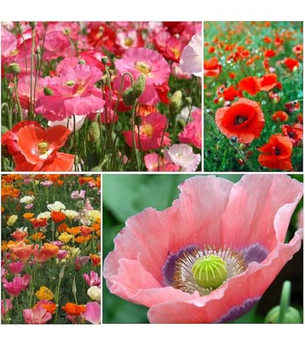 Caribou Seed Company: Perennial ICELAND POPPY - 100+ Seeds