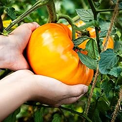 Eden Brothers Tomato Seeds - Hillbilly