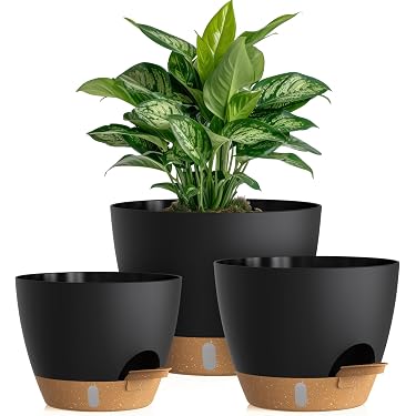 aglaonema asst Aglaonema 'Etta Rose' in Nursery Grow Pot – Pulpy Garden main image 0